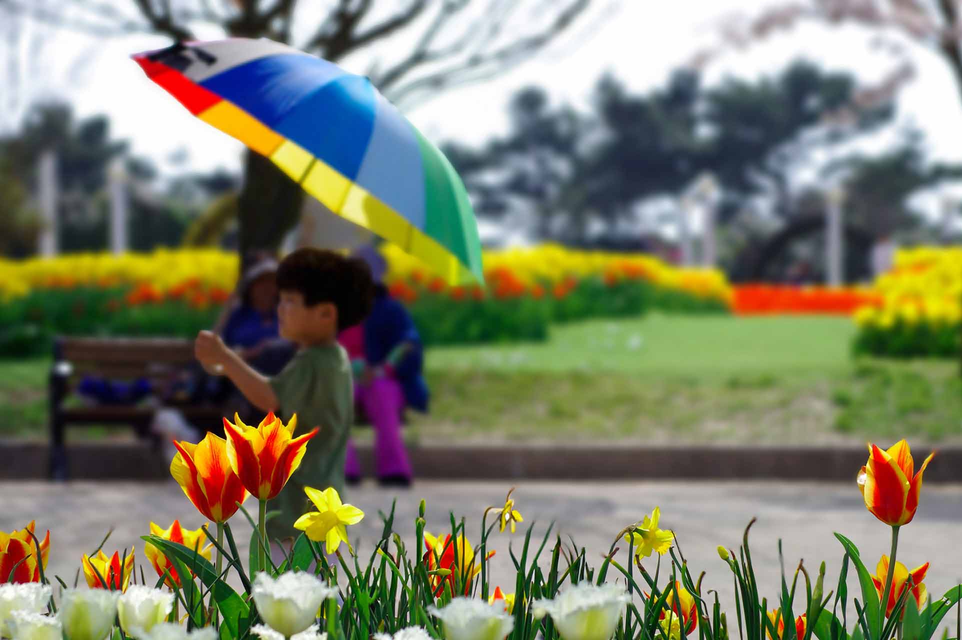 Image of boy holding a rainbow umbrella in a park with flowers in the foreground and background